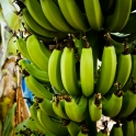 Plantacja bananÃ³w :)
