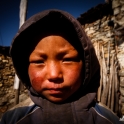 Mały tybetaniec.