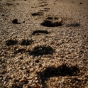Ślady wielbłąda na muszelkowej plaży