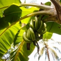 Plantacja bananÃ³w.